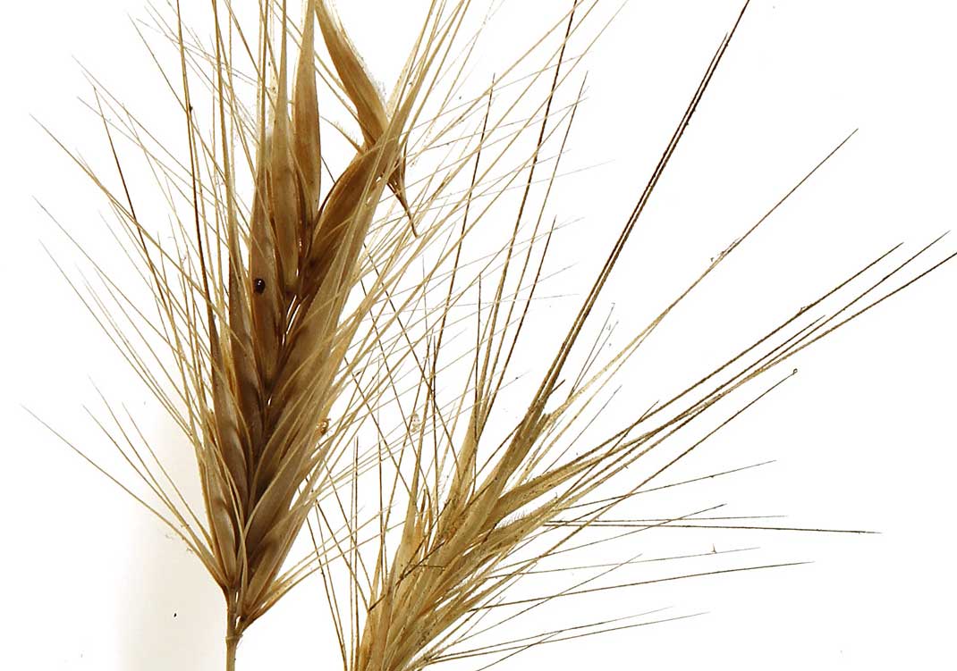 Foxtails in Dogs Symptoms, Removal, Treatment and Prevention Dogs