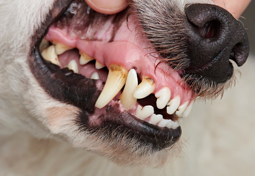 Why Does My Dog Smell Like Fish? Dogs, Cats, Pets