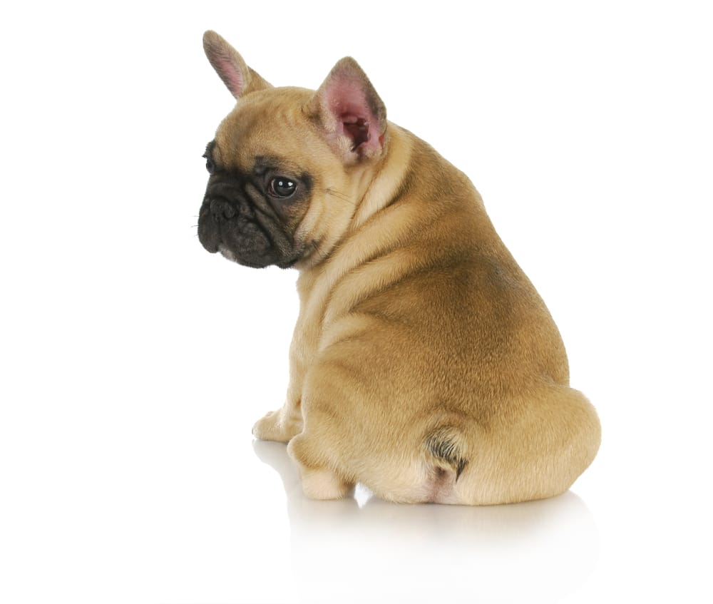 Why Does My Dog Smell Like Fish? Dogs, Cats, Pets