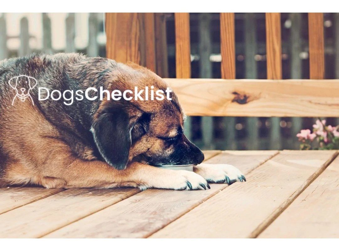 Can Dogs Eat Arugula?