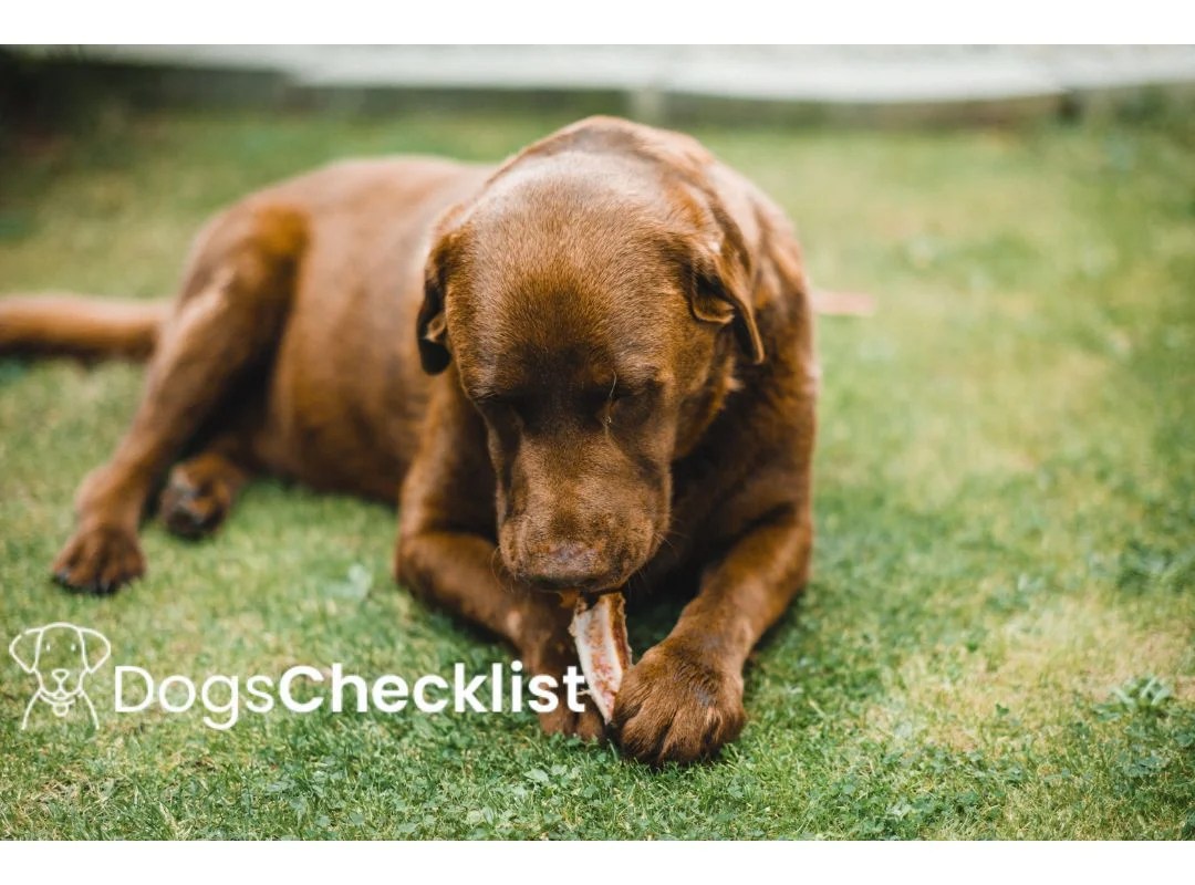 What Happens If A Dog Eats Turkey Bones