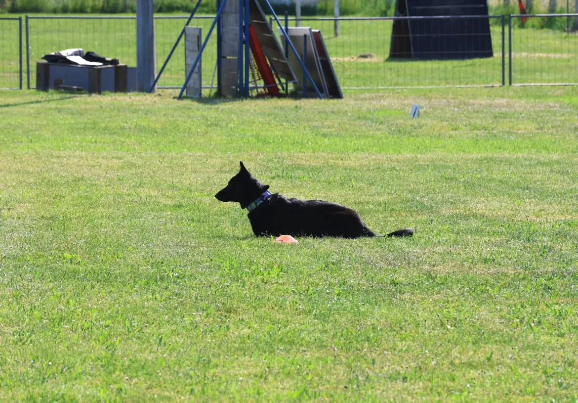 Obédience Dog School Academy