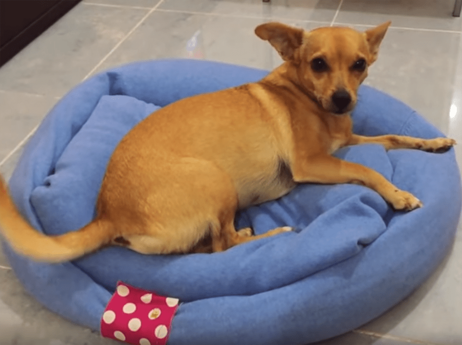DIY Dog Bed From Recycled Sweater StepByStep