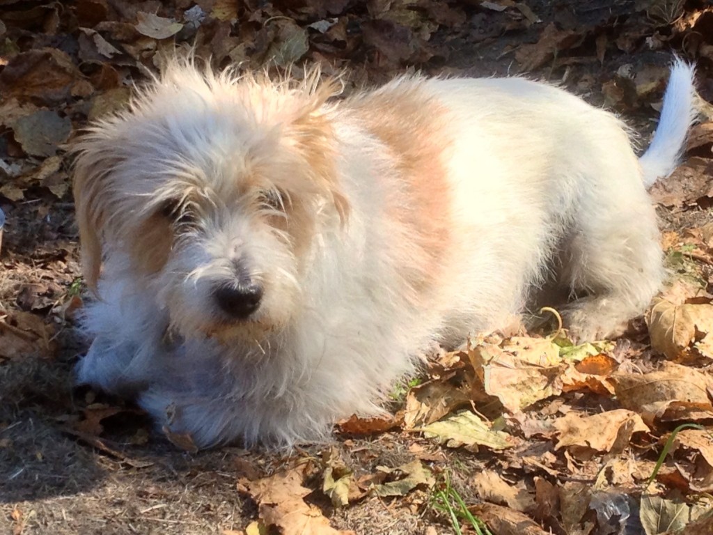 JackAPoo(also known as Jackadoodle, JackADoodle, PooJack, Poojack