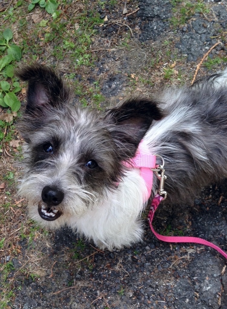 JackAPoo(also known as Jackadoodle, JackADoodle, PooJack, Poojack