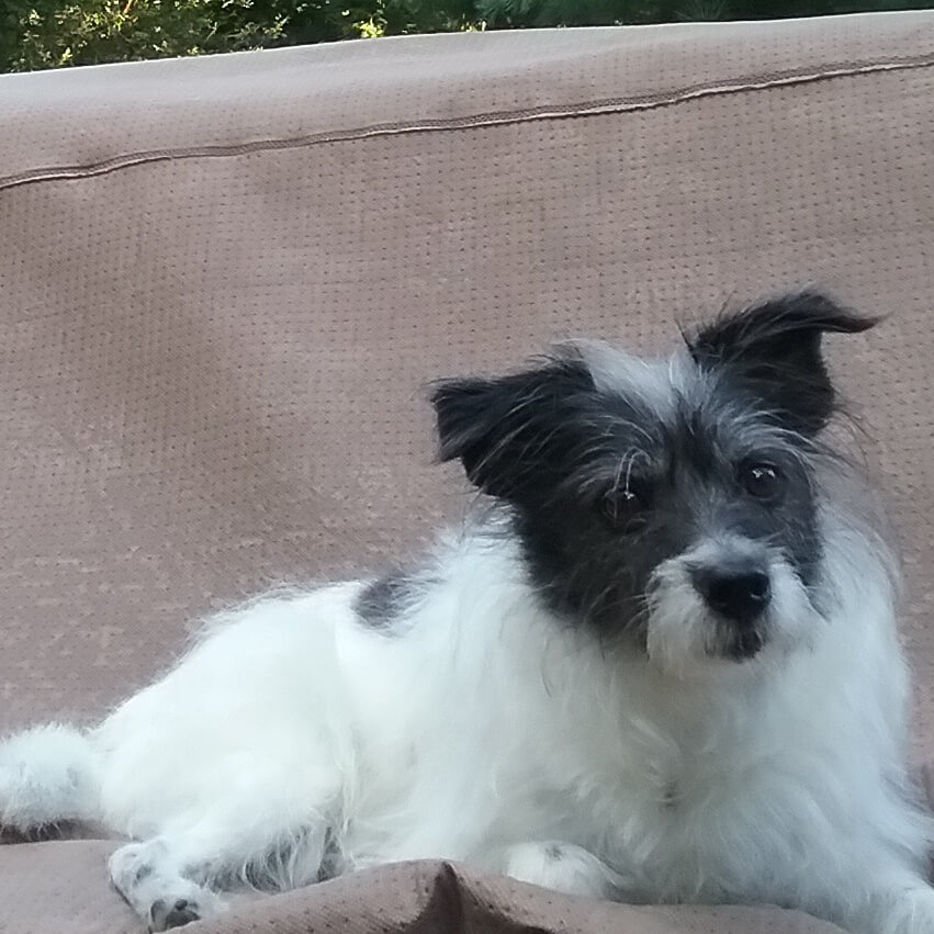 JackAPoo(also known as Jackadoodle, JackADoodle, PooJack, Poojack