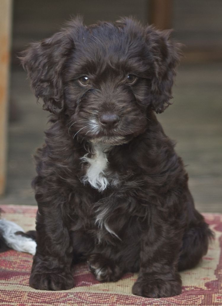 Cockapoo (also known as Spoodle, Cockerpoo, Cockadoodle) Dogs