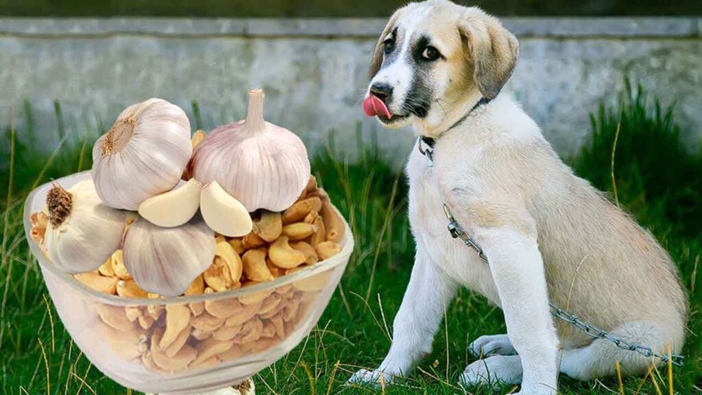 Is Garlic Bad for Dogs? Toxin or Medicine