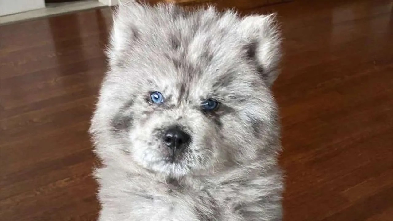 Meet This Unique Chow Chow Puppy Called "The Oreo Cloud" Dogs Edge
