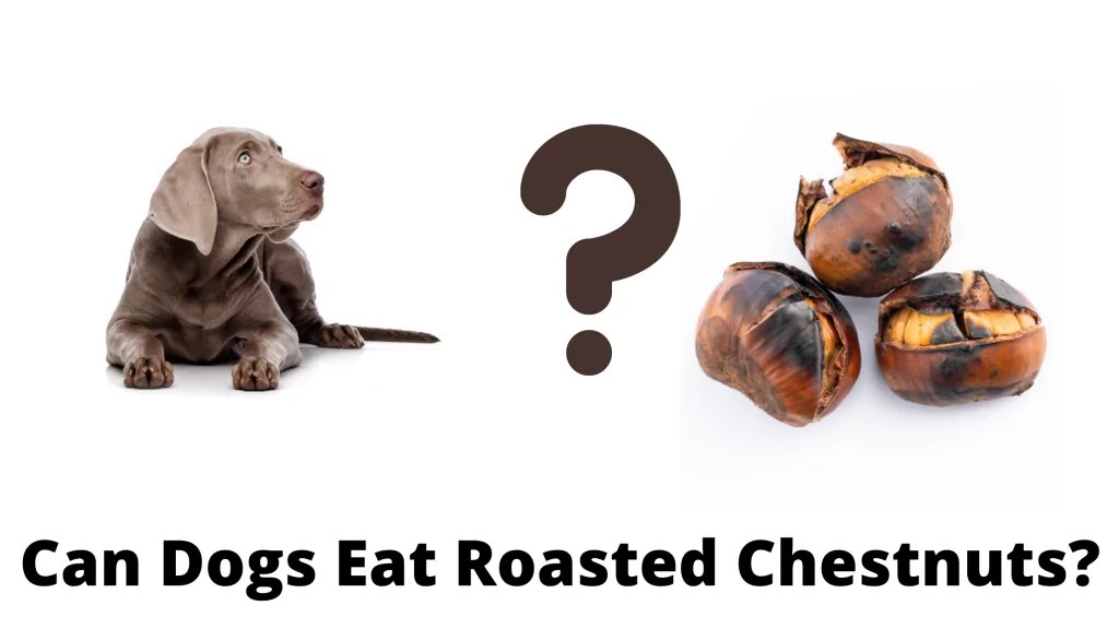 Can Dogs Eat Roasted Chestnuts? Is it Safe For Dog?
