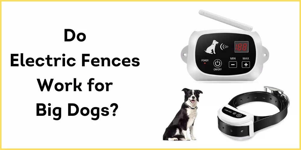 Do Electric Fences Work for Big Dogs? DogSeeks