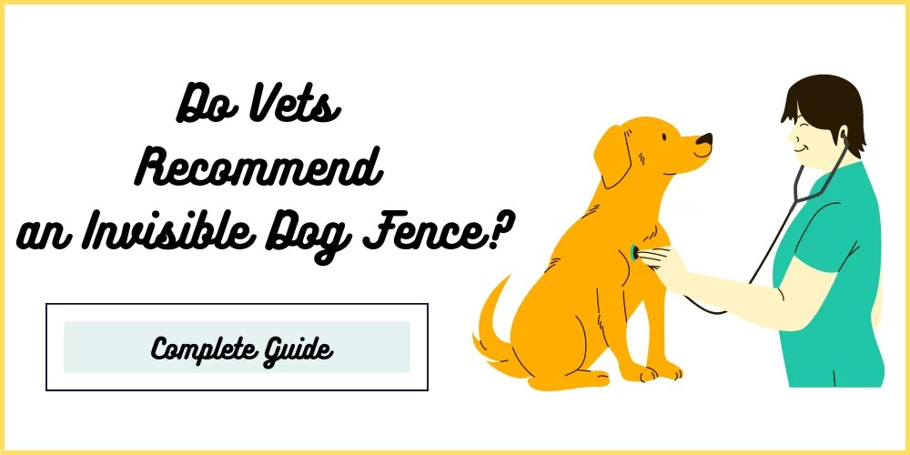 Do Vets an Invisible Dog Fence? DogSeeks