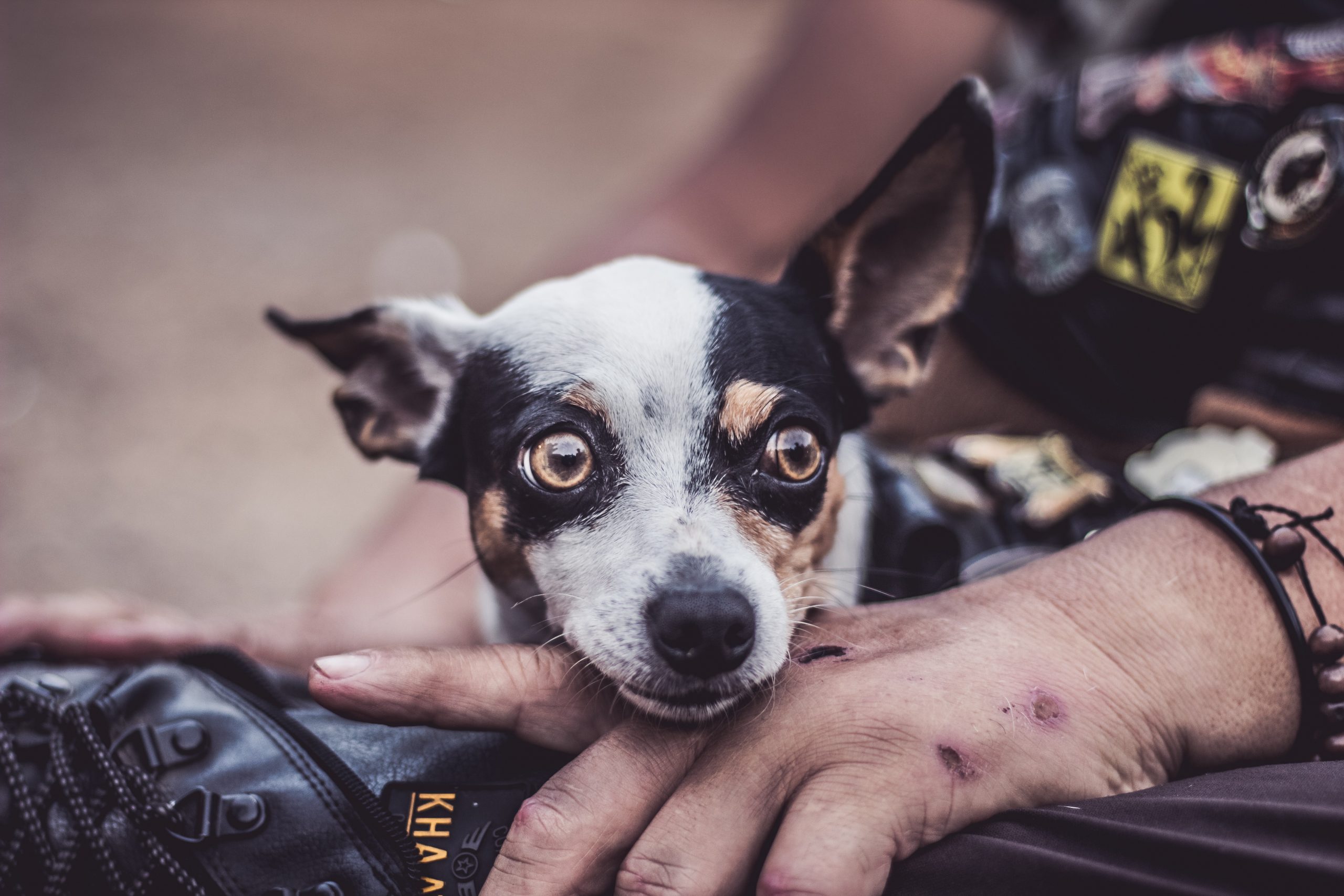 What to Expect After Neutering Your Male Dog?