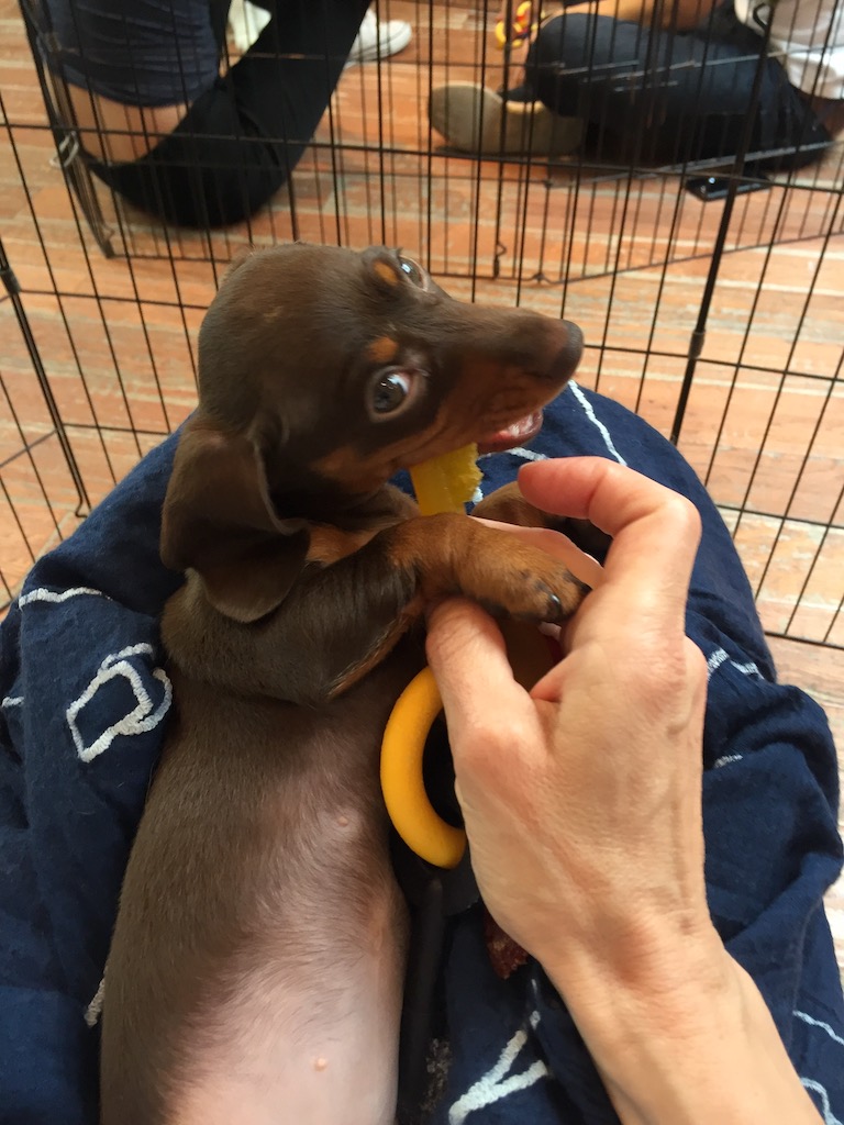 Days in New York Dogs Enjoy Amsterdam