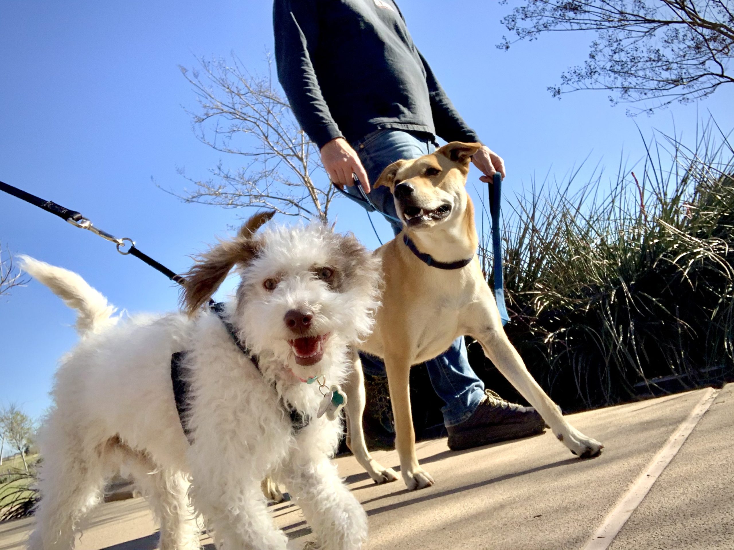 Sunday Pack Walk Encinitas 915am Dog Sense Community
