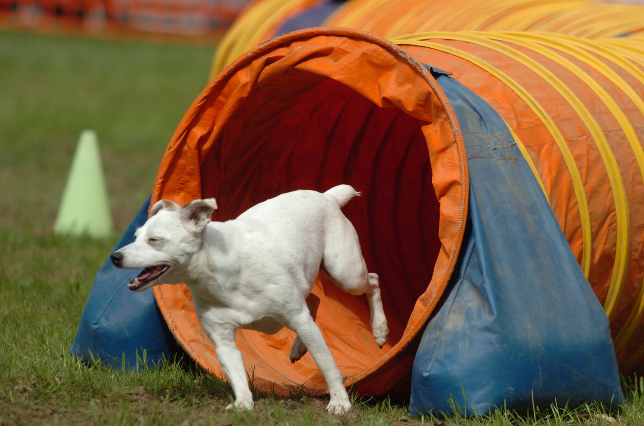 Gallery DogSense Training Services