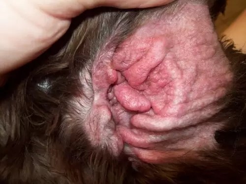 Otitis Externa Dogs Dogs First