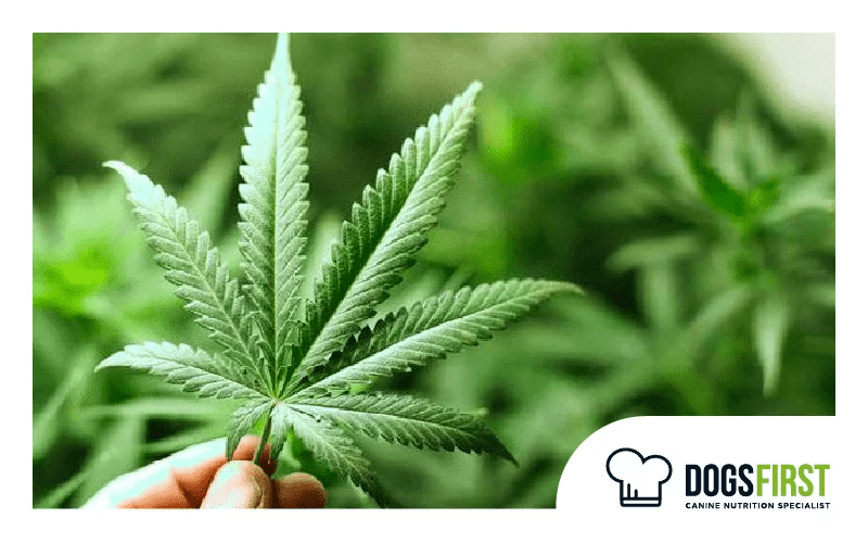 Are Hemp Seeds Bad For Dogs