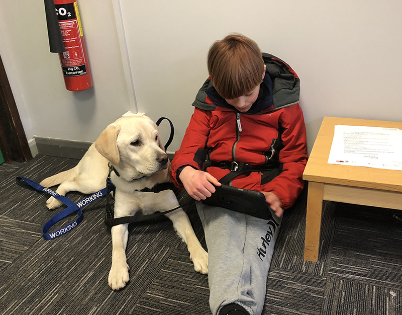 Can A Dog Be Autistic