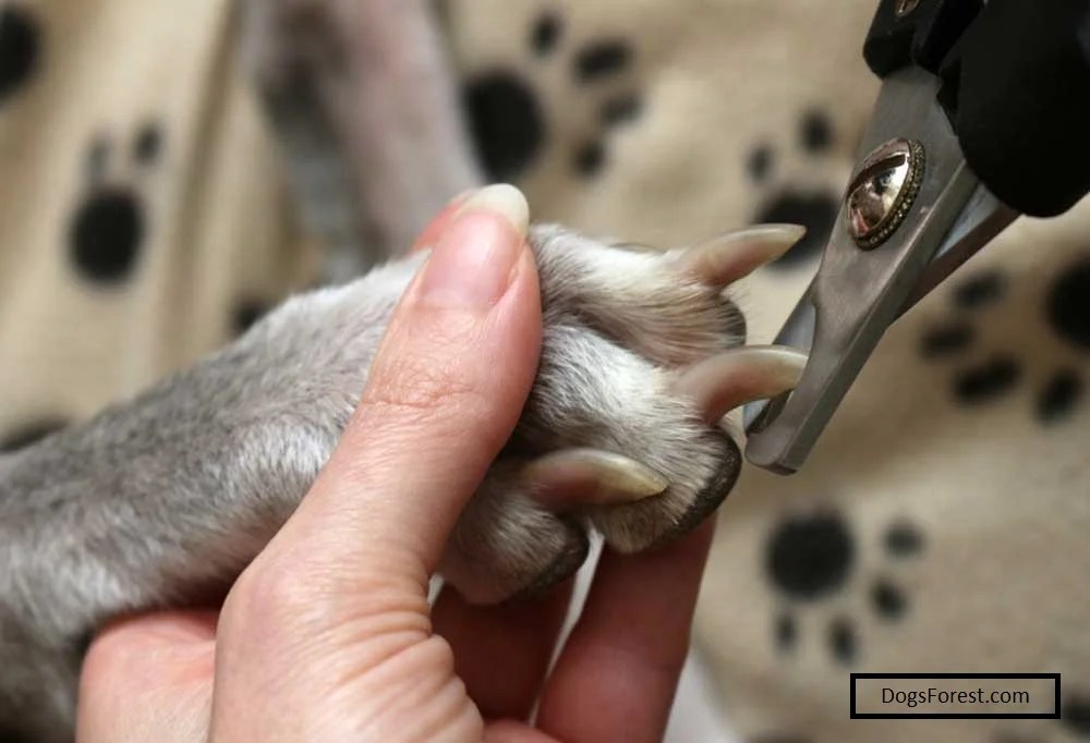 How To Trim Dog Nails That Are Overgrown [5 Easy Steps]