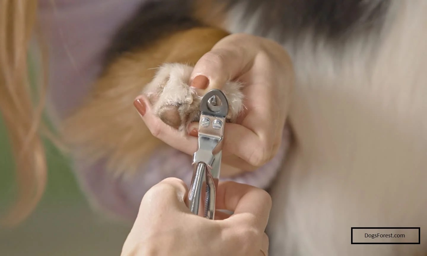 Nail Trimming Best Angle For Cutting Dog Nails? [Answered]