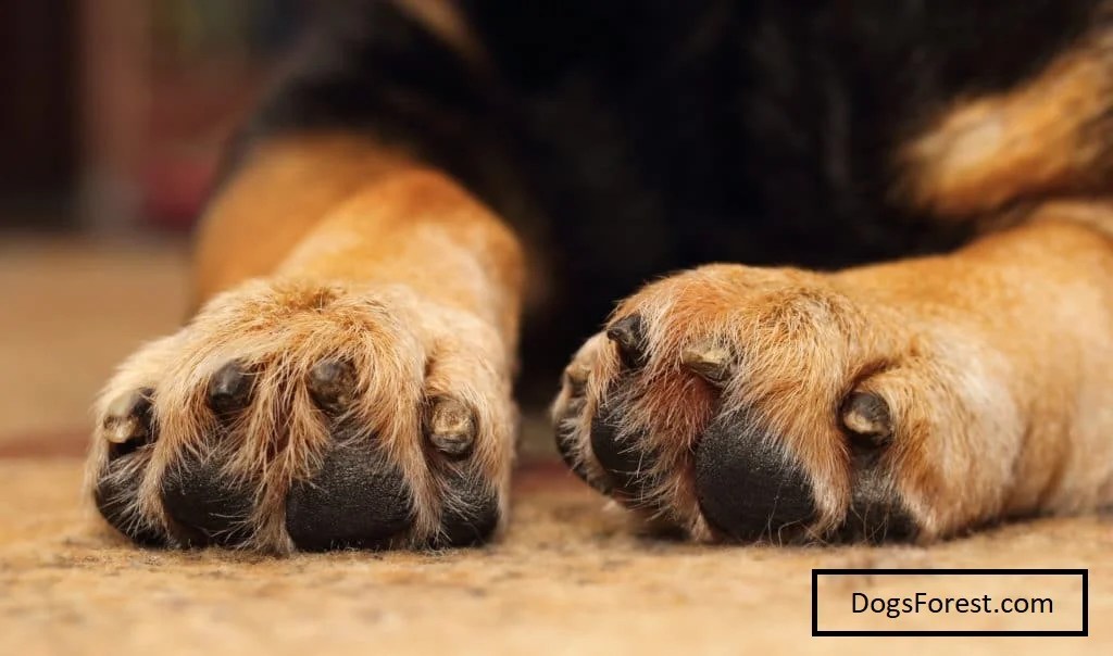 How to Prevent Unhealthy Dog Nails? [Your Solution]