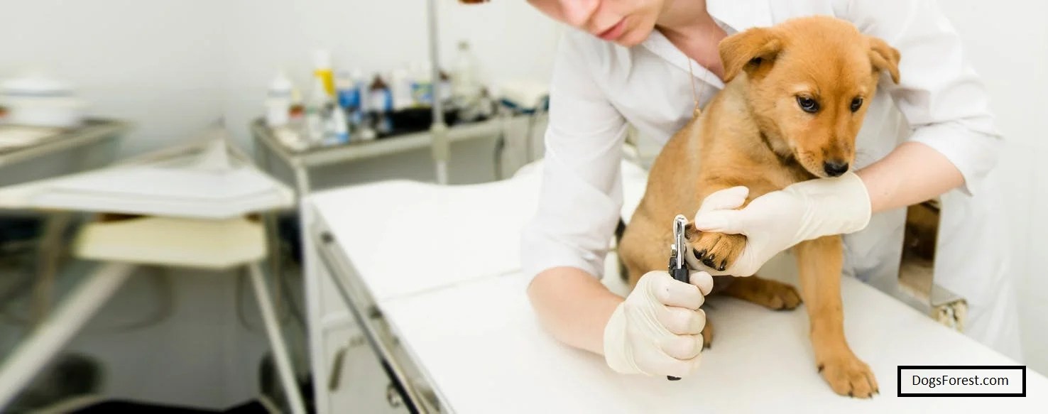 Sedate Dog To Cut Nails [Quick Facts]