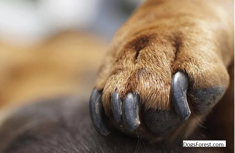 How Do I Sedate My Dog To Cut His Nails? [Answered]