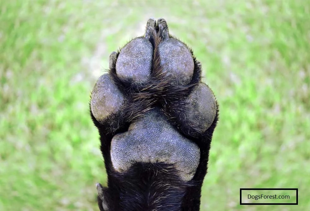 What is the Situation with Brittle Dog Nails? [Answered]