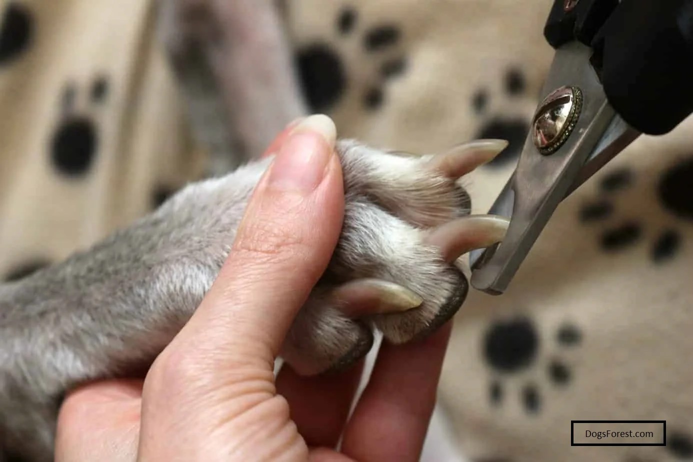 How To Trim Small Dog Nails? [Answered]