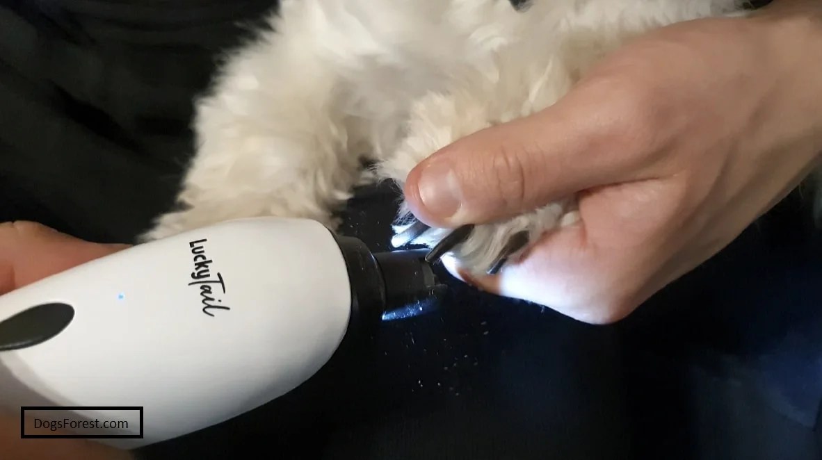 What is Dog Grinder For Nails [Facts]