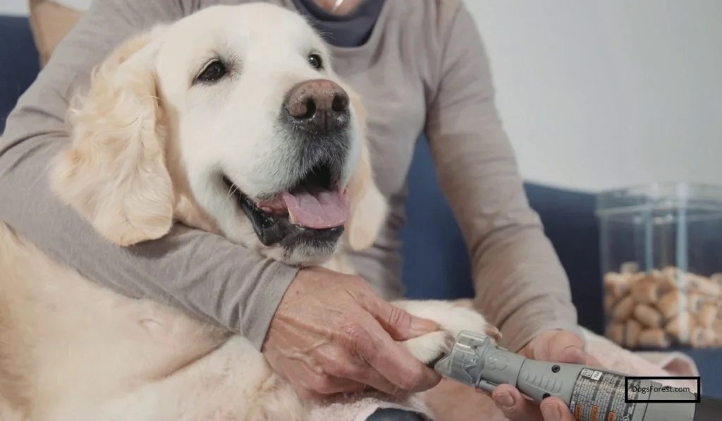 How to do Sanding Dog Nails [Answered]