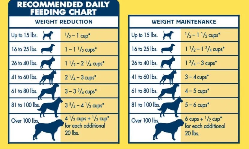 Puppy Feeding Schedule Look At The Chart Follow The T - vrogue.co