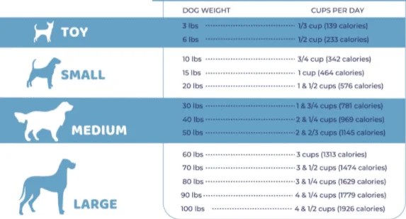 How Much To Feed A Chihuahua Puppy? [Answered]