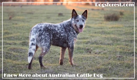 Australian Cattle Dog Growth Chart (Weight Chart & Size Chart)
