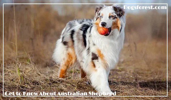 Australian Shepherd Growth Chart (Weight Chart & Size Chart)