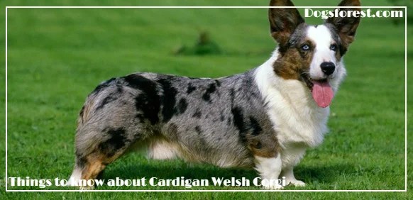 Cardigan Welsh Corgi Growth Chart (Weight Chart & Size Chart)