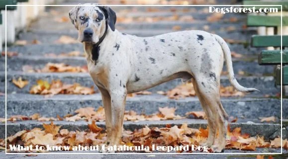 Catahoula Leopard Dog Growth Chart (Weight Chart & Size Chart)