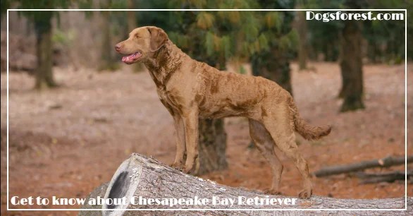 Chesapeake Bay Retriever Growth Chart (Weight Chart & Size Chart)