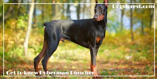 Doberman Pinscher Growth Chart (Weight Chart & Size Chart)