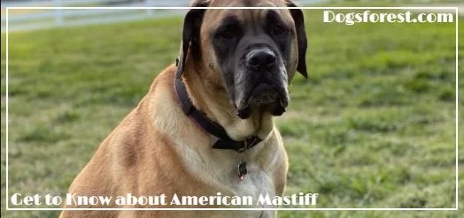American Mastiff Growth Chart (Weight Chart & Size Chart)