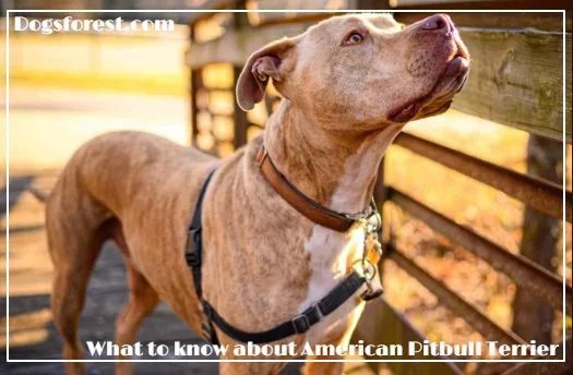 American Pit Bull Terrier Growth Chart (Weight Chart & Size Chart)