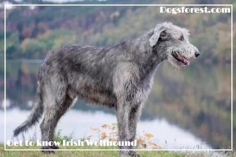 Irish Wolfhound Growth Chart (Weight Chart & Size Chart)