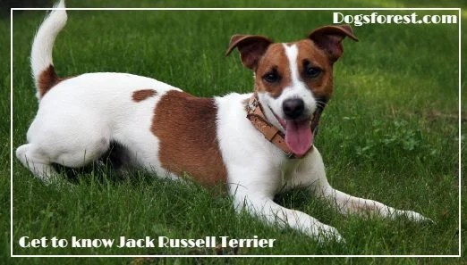 Jack Russell Terrier Growth Chart (Weight Chart & Size Chart)
