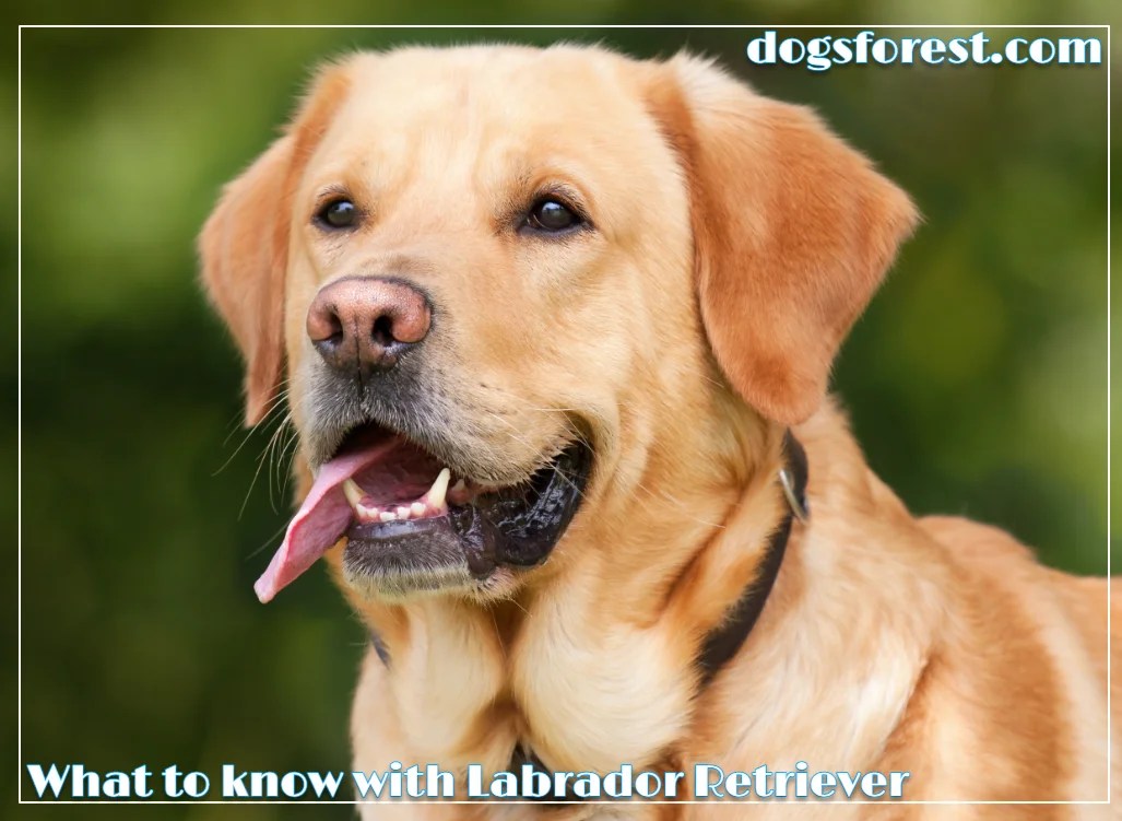 Labrador Retriever Growth Chart (Weight Chart & Size Chart)