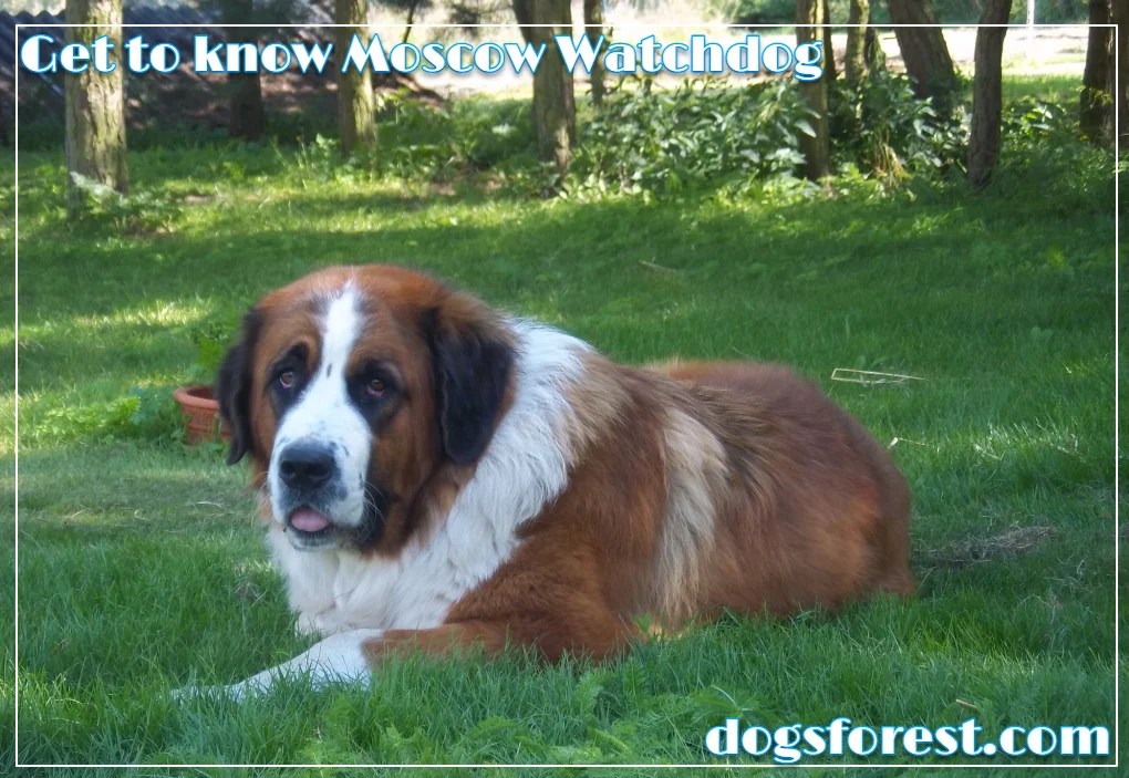 Moscow Watchdog Growth Chart (Weight Chart & Size Chart)