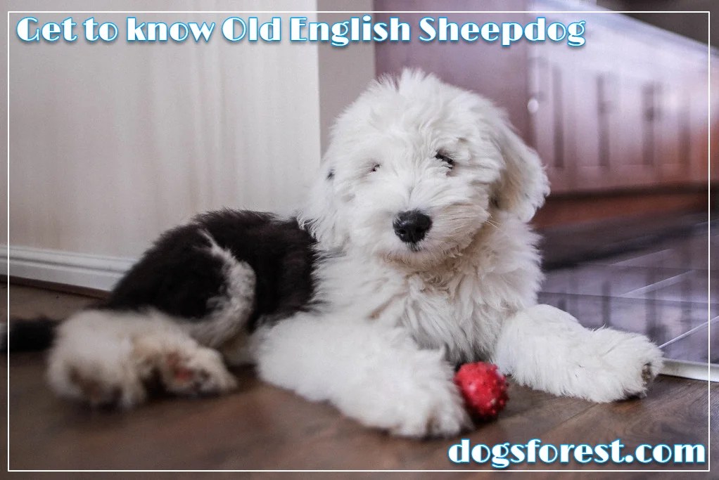 Old English Sheepdog Growth Chart (Weight Chart & Size Chart)