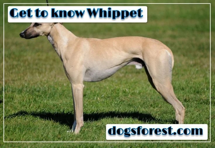 Whippet Growth Chart (Weight Chart & Size Chart)