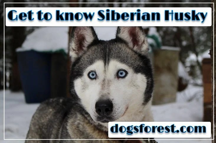 Siberian Husky Growth Chart (Weight Chart & Size Chart)