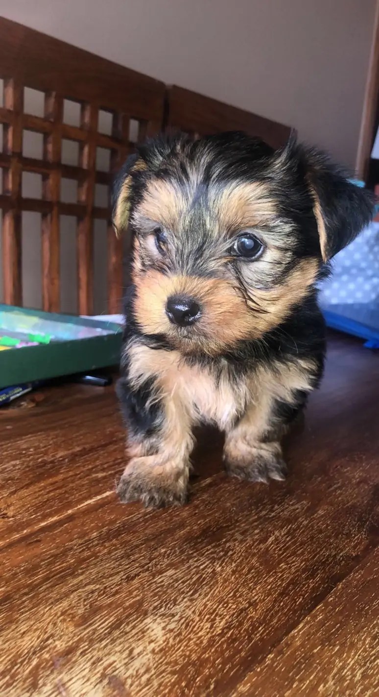 Miniature Yorkshire terriers Kerry Dogs For Sale Ireland